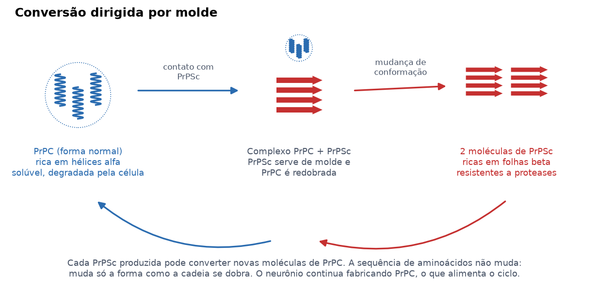 Esquema da conversão da proteína priônica normal em sua forma patológica