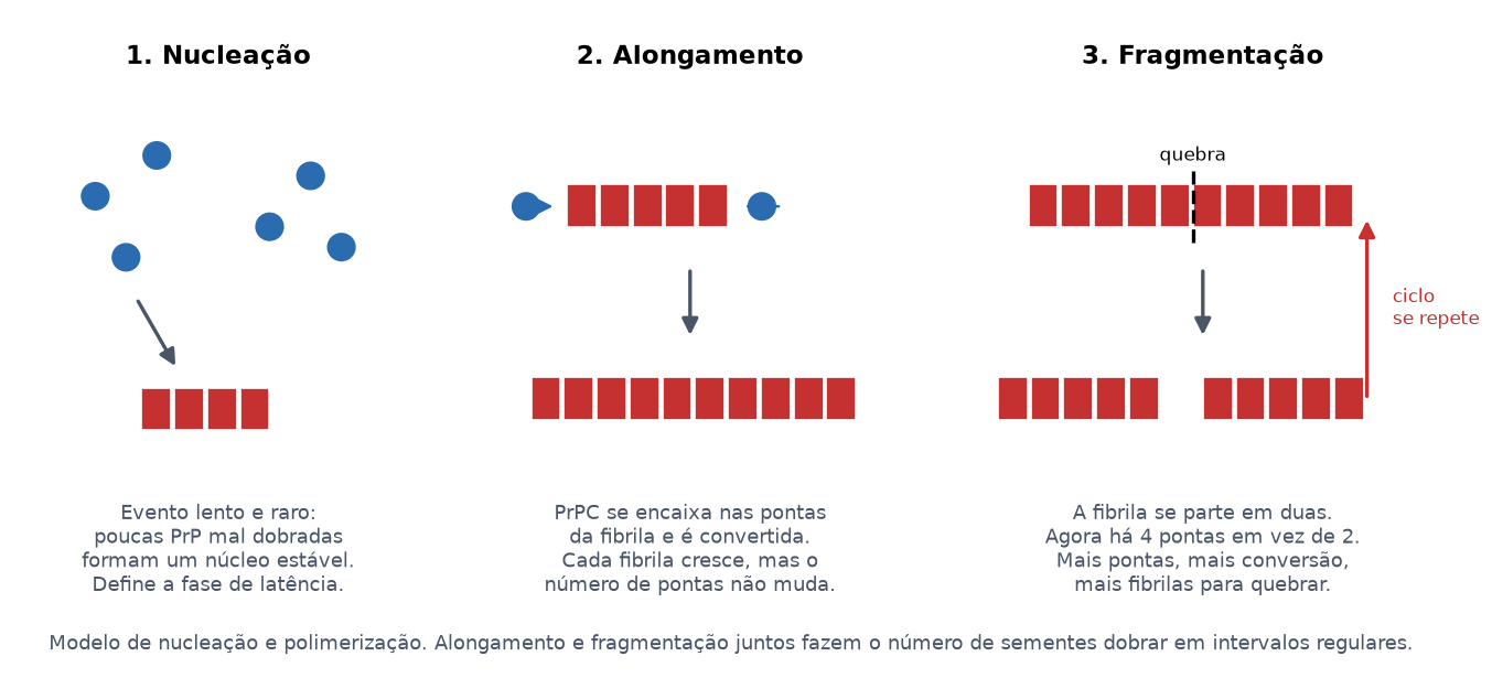 Três etapas do modelo de nucleação e polimerização: nucleação, alongamento e fragmentação